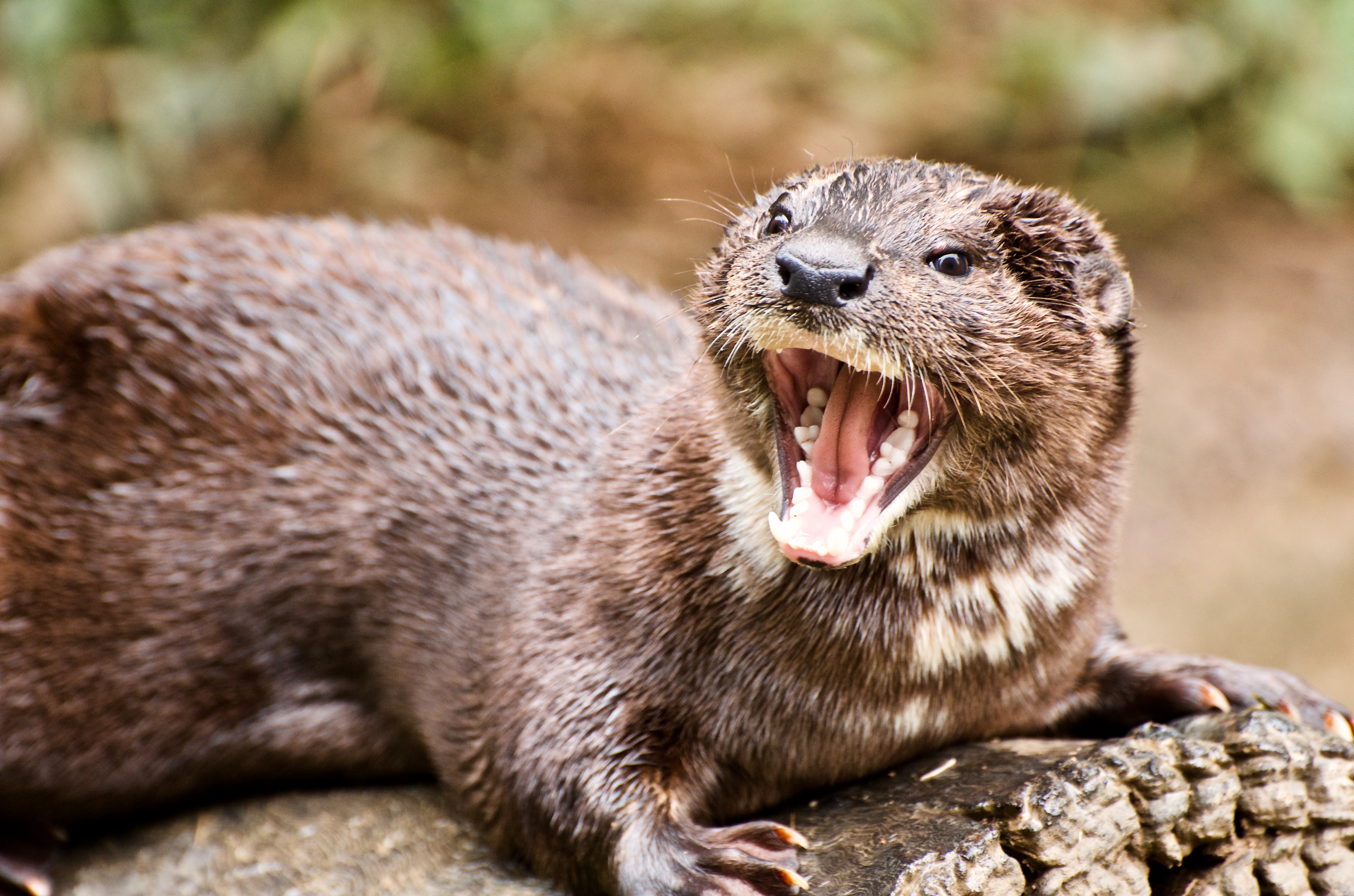 Otter opening mouth and baring teeth