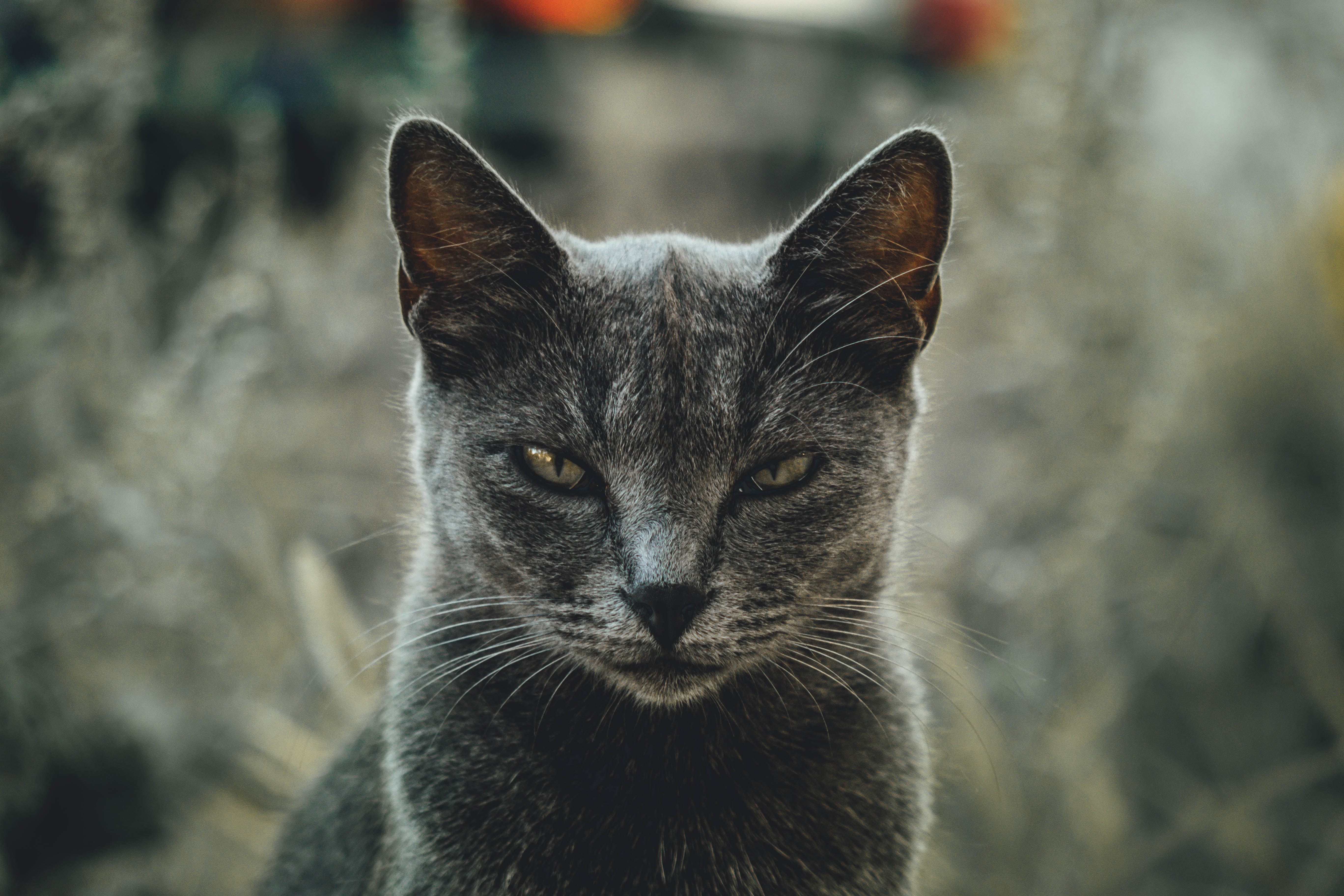gray cat staring angrily at camera